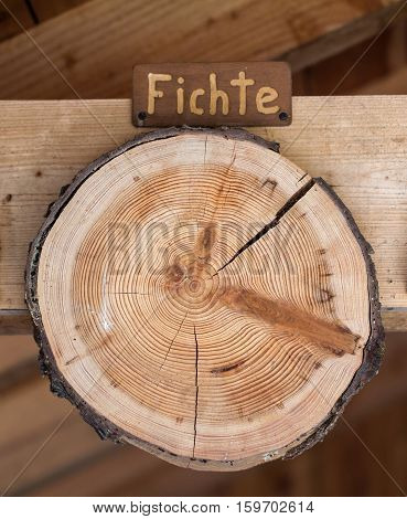 Spruce / The cut of a tree trunk.