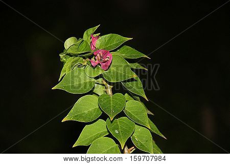 Green leaves and detail shoot.Different colors of nature..