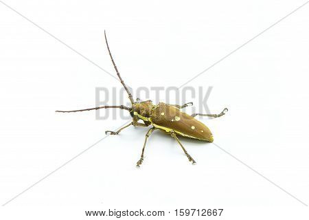 Long-horned Beetle (Dorysthenes walkeri Waterhouse) and wings with yellow polka dots on white background