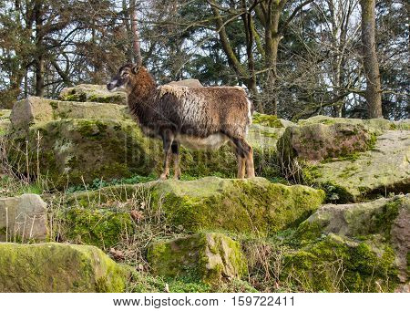 Alpine Mufflon in the forest On the rock
