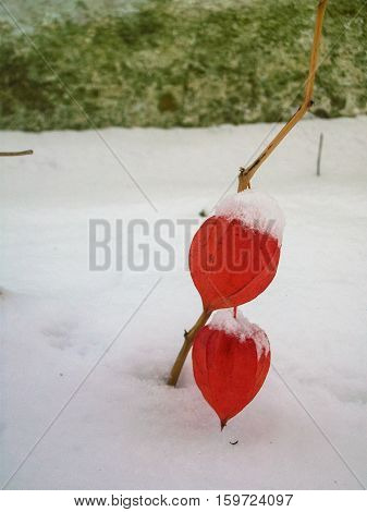 the physalis plants in the winter in the snow
