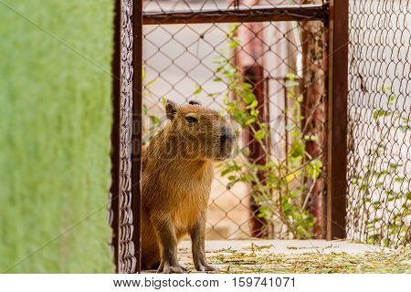 Big Capybara (hydrochoerus hydrochaeris) in the zoo