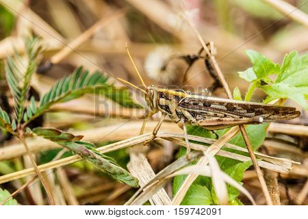 Macro photograph of a brown grasshopper on a branch