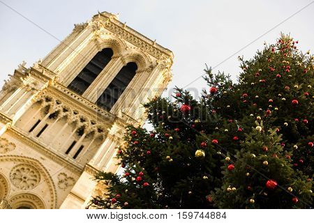 Holiday Season In Paris. Large Christmas Tree In Front Of The Notre-dame De Paris