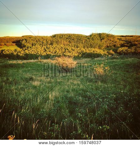 Autumn field landscape with lush green grass and orange bushes isolated in foreground.  Thick forest trees on hill with sunlight at sunset and blue sky and clouds in background.