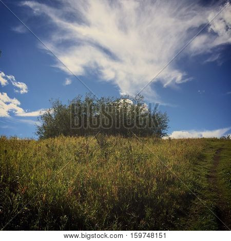 Trees and field landscape. Bright blue sky and big white clouds over isolated group of trees on hill in grass field. Lush dark green grass, tall thick trees summer field landscape view.