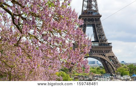 Spring In Paris. Blossoming Jacarandas And The Eiffel Tower. Focus On Jacarandas