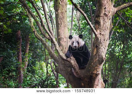 Giant Panda sitting in a tree and looking at camera - Chengdu Sichuan Province Chengdu