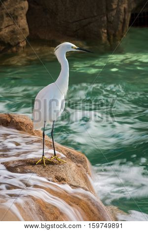 Little Egret standing on a waterfall looking into the water
