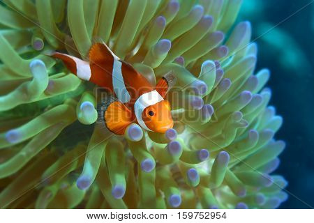 Clown anemone fish peeking from anemone Host. Andaman sea South of Thailand. copy space
