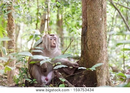 Pig-tailed Macaque monkey lives in the mountains of Khao Yai National park. Thailand. leader in a herd