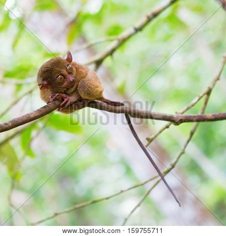 Philippine Tarsier (tarsius Syrichta), The Smallest Primate In Natural Environment
