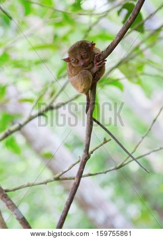 Philippine Tarsier, Smallest Primate In The World