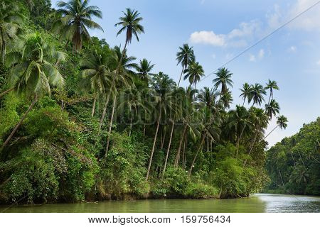Tropical river with palm trees in South-East Asia