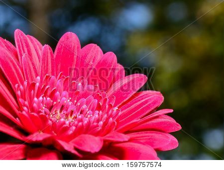 Close-up of red Gerbera Daisy beutiful bokeh background stricking detail with soft accents.