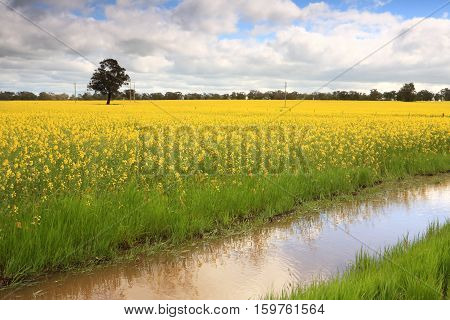 Canola In Wattamondara