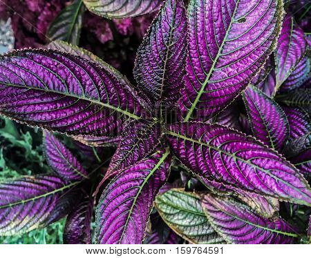 Colorful Persian Shield Plant In Bloom