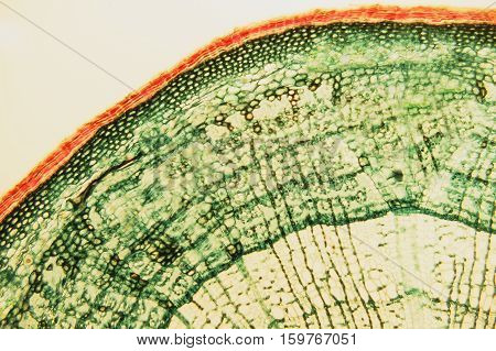 Cross Section Wood