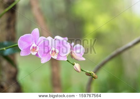 close up beautiful white nature orchid flowerselective focus.