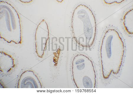 Cell Microscopic