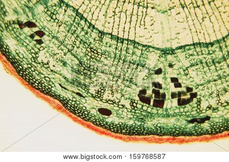 Cross Section Wood
