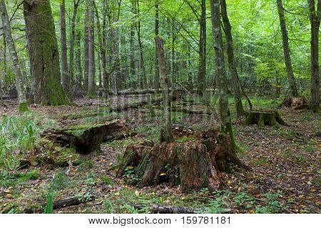 Deciduous Stand In Fal With Old Stumps
