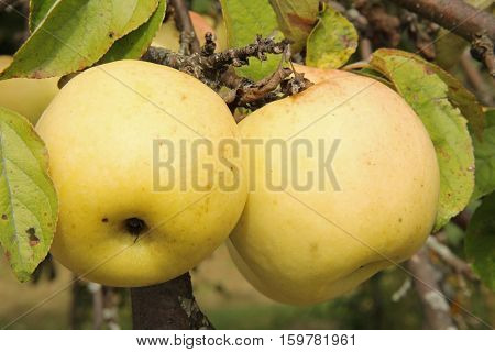 Yellow Antonovka apples on apple tree branch. Russia.