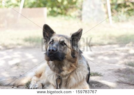 dog, animal, shepherd, friend, working dog, pet