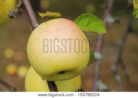 Yellow Antonovka apples on apple tree branch. Russia.
