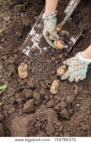 Closeup of woman's hands with vegetables. Digging potatoes with shovel on the field from soil. Havest in autumn