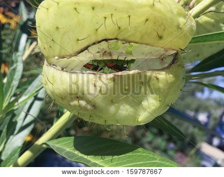 Milkweed Bug In A Green Plant