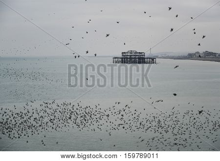 Amazing Spectacle Of Starlings Birds Murmuration Flying Over Sea In Winter