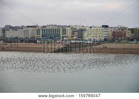 Amazing Spectacle Of Starlings Birds Murmuration Flying Over Sea In Winter