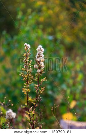 Forest flowers almost faded in the early fall on the green background, focus on foreground