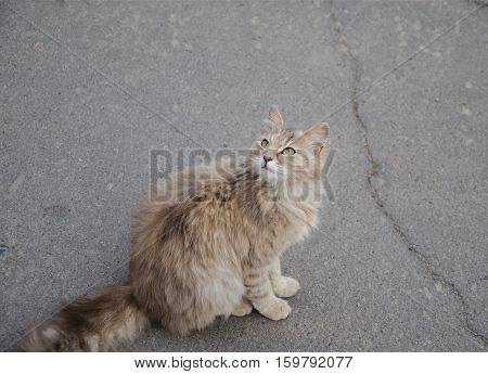 adult furry gray house cat with beautiful green eyes on a gray background of the pavement