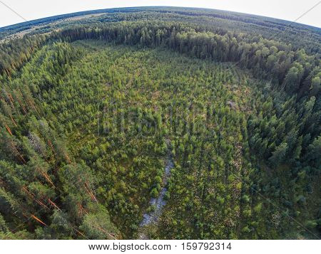 Old overgrown plots where they cut down the forest. In this place grows a lot of mushrooms.