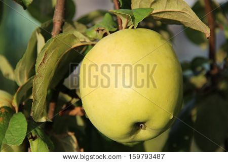 Yellow Antonovka apple on apple tree branch. Russia.