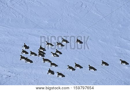 Antarctica, Weddell Sea, Riiser Larsen Ice Shelf, colony of Emperor Penguin