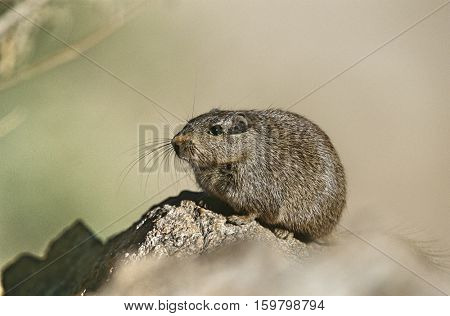 Desert Rat on rock, close up