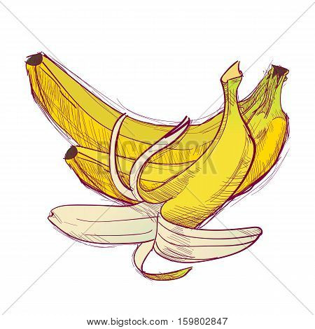 Bananas are hand-drawn. Vector color illustration of the fruit.