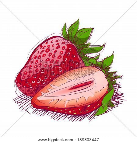 Strawberry are hand-drawn. Vector color illustration of the fruit.