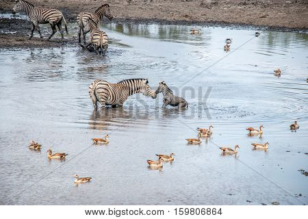 Bonding Zebra In The Kruger National Park, South Africa.