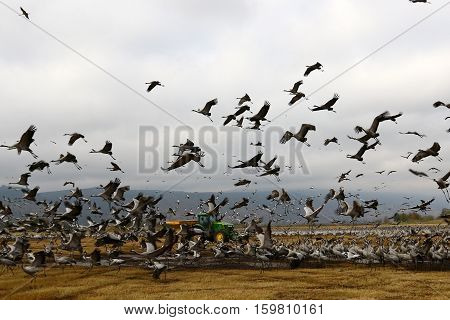 migratory birds in a national bird sanctuary Hula is located in northern Israel