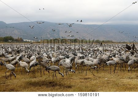 migratory birds in a national bird sanctuary Hula is located in northern Israel