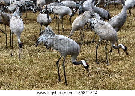 migratory birds in a national bird sanctuary Hula is located in northern Israel