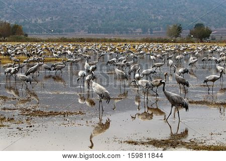 migratory birds in a national bird sanctuary Hula is located in northern Israel