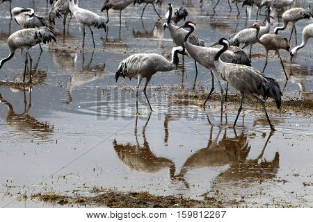 migratory birds in a national bird sanctuary Hula is located in northern Israel