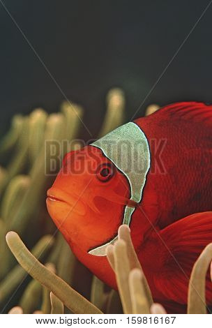 Raja Ampat, Indonesia, Pacific Ocean, spinecheek anemonefish (Premnas biaculeatus), close-up