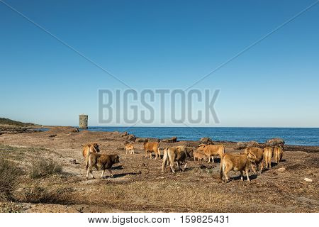 Herd of cows on a beach at Rogliano on the east coast of Cap Corse in Corsica with the Genoese tower of Santa Maria della Chiappella in the distance on a clear blue sunny day