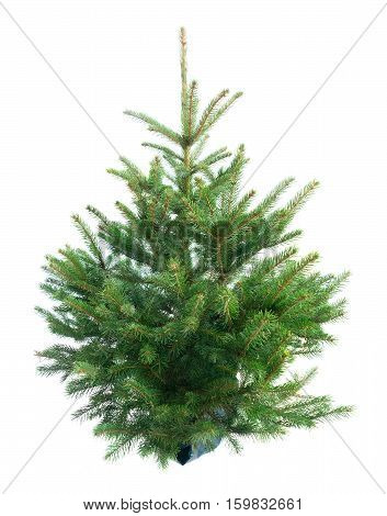 christmas evergreen natural fresh tree with holiday decorations and lights over white backgroundbackground